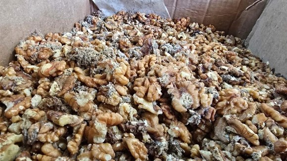 yörem baklava'nın deposunda 11 ton kurtlanmış ceviz bulunması